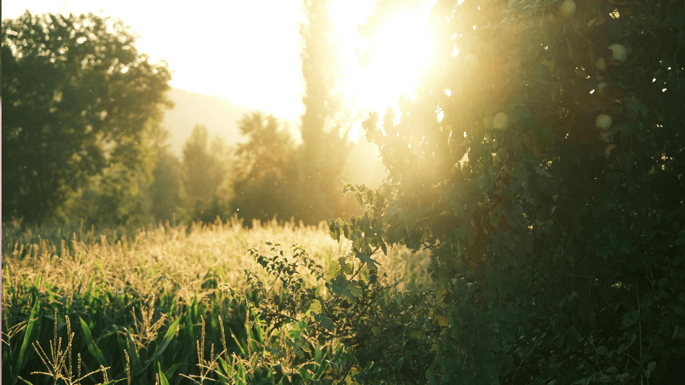 Summer 2026 Employment Law Newsletter